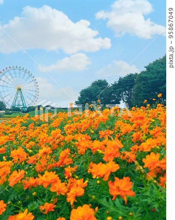 国営ひたち海浜公園の絶景　キバナコスモスと観覧車 95867049