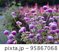 10月に満開になる千日紅（センニチコウ）のガーデン 95867068