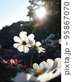 太陽の光を受けて花びらが透けるコスモス 95867070