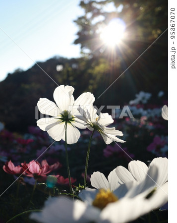 太陽の光を受けて花びらが透けるコスモス 太陽の光を受けて花びらが透けるコスモス 95867070