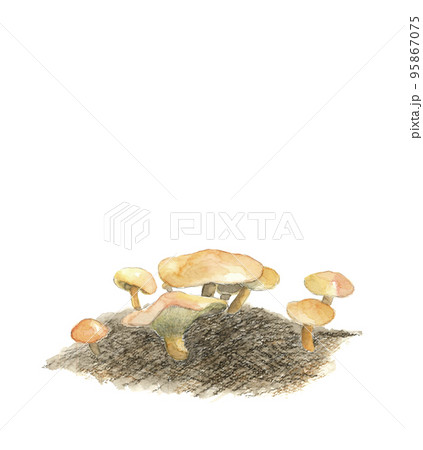 水彩で描いた野生のアミタケのイラスト 白バック コピースペースあり 95867075