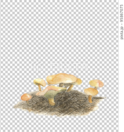 水彩で描いた野生のアミタケのイラスト 白バック コピースペースあり 95867075