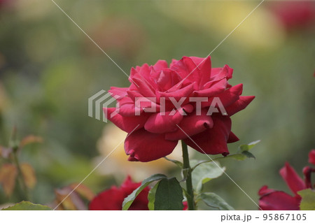 荒尾市 おもやい市民花壇 バラの花、 荒尾市 おもやい市民花壇 バラの花、 95867105