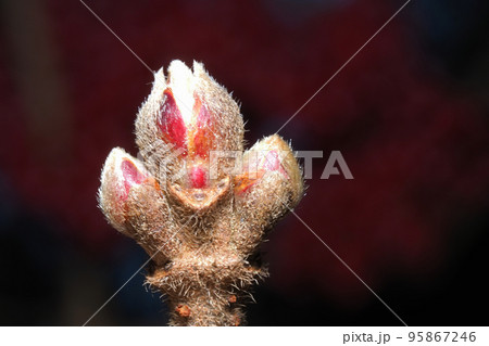 ガマズミの葉痕と冬芽 95867246