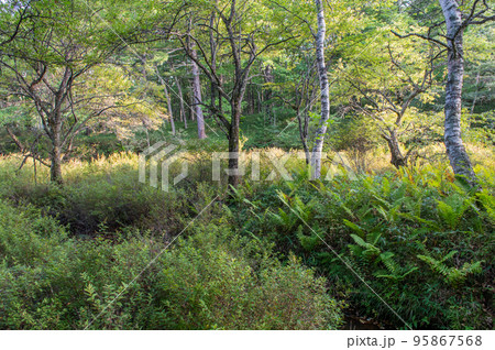 奥日光 戦場ヶ原 散策 奥日光 戦場ヶ原 散策 95867568