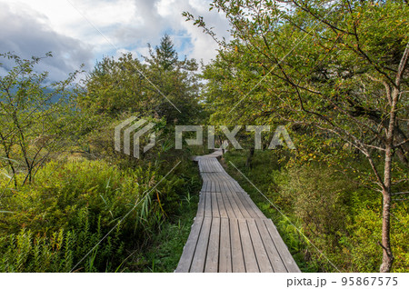 奥日光 戦場ヶ原 散策 奥日光 戦場ヶ原 散策 95867575