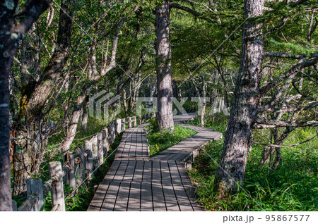 奥日光　戦場ヶ原　散策 95867577