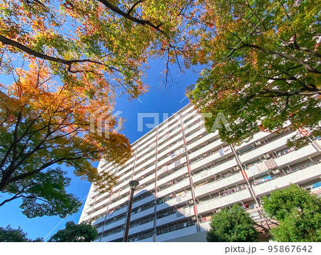 東京板橋・黄葉の高島平団地 95867642