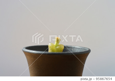 コノフィツムの黄色いつぼみ 　 95867654