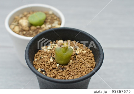 テーブルの上の多肉植物の鉢植え テーブルの上の多肉植物の鉢植え 95867679