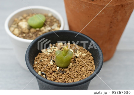 テーブルの上の多肉植物の鉢植え　　　 95867680
