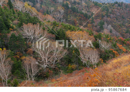 三方岩岳の紅葉 岐阜県 三方岩岳の紅葉 岐阜県 95867684