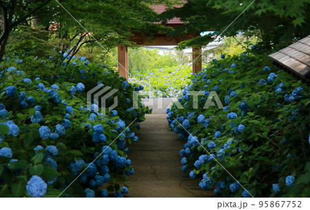 お寺と紫陽花の花雲昌寺 95867752