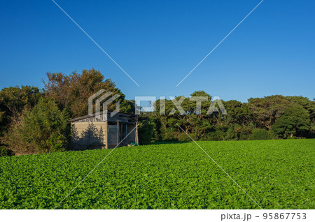 三浦半島の野菜畑 ダイコン 国指定産地 三浦半島の野菜畑 ダイコン 国指定産地 95867753