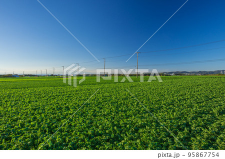 三浦のダイコン畑 広大な野菜畑の風景 三浦のダイコン畑 広大な野菜畑の風景 95867754