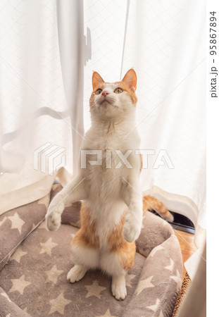 立ち上がる猫　茶トラ白 95867894