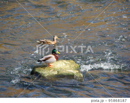 水上のマガモ2羽 95868187