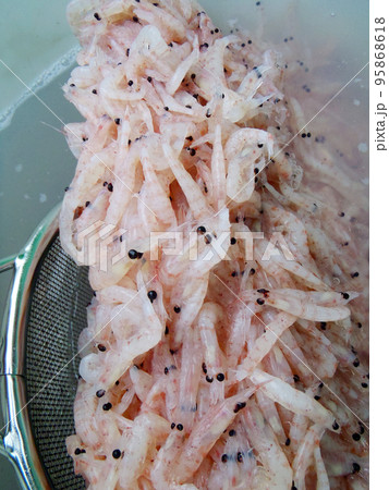 沖釣りでコマセ用に海水で解凍した沖アミを金ザルで掬って撮った写真。 沖釣りでコマセ用に海水で解凍した沖アミを金ザルで掬って撮った写真。 95868618