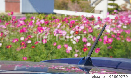 香川県三豊市三野町吉津のコスモス畑と車のアンテナ2 95869279