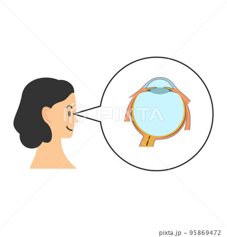 人と右眼球の断面図 人と右眼球の断面図 95869472