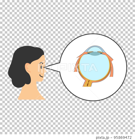 人と右眼球の断面図 人と右眼球の断面図 95869472
