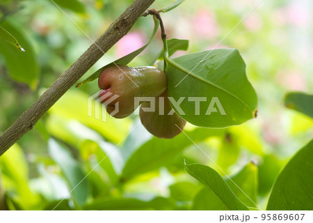 熱帯フルーツ　レンプ 95869607