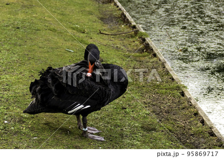 Black swan on the grass 95869717