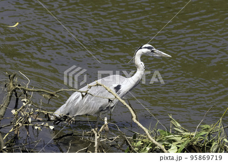 Wild grey heron (Ardea cinerea)  95869719