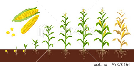 Corn maize growth stages. Farm plant evolving, development stage or agriculture crop sapling evolution progress. Corn grow phases form seed with roots in soil to seedling, plant ready for harvesting 95870166