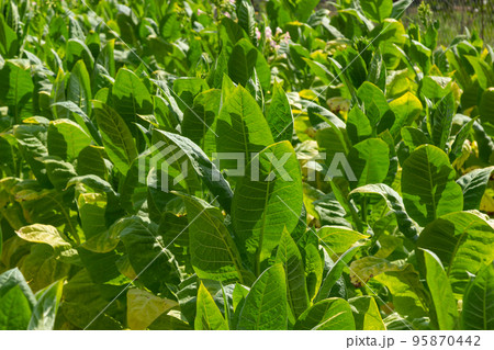 Tobacco big leaf crops growing in tobacco plantation field Tobacco big leaf crops growing in tobacco plantation field 95870442
