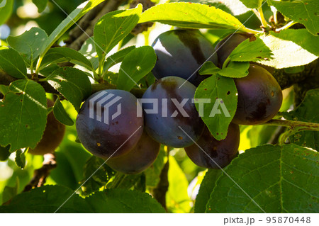 On a branch of a tree are mature plums of blue color On a branch of a tree are mature plums of blue color 95870448