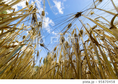 backdrop of ripening ears of yellow wheat field on the sunset cloudy orange sky background. Copy space of the setting sun rays on horizon in rural meadow Close up nature photo Idea of a rich harvest backdrop of ripening ears of yellow wheat field on the sunset cloudy orange sky background. Copy space of the setting sun rays on horizon in rural meadow Close up nature photo Idea of a rich harvest 95870458