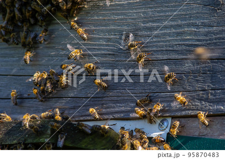 A lot of bees returning to bee hive and entering beehive with collected floral nectar and flower pollen. Swarm of bees collecting nectar from flowers. Healthy organic farm honey 95870483
