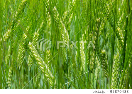 Early summer wheat crop blowing in the breeze .Traditional green wheat crops unique natural photo .Young wheat plants growing on the soil 95870488