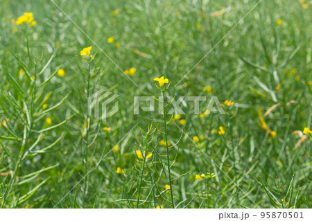 Rapeseed field before harvesting. Brassica napus, oilseed rape Rapeseed field before harvesting. Brassica napus, oilseed rape 95870501