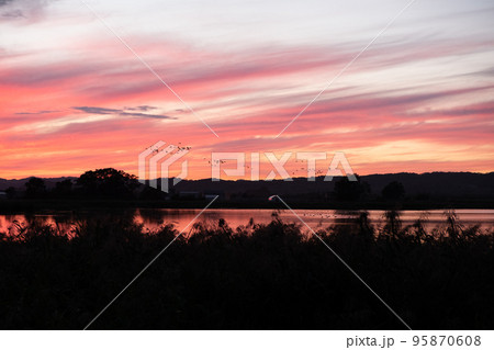 夕日に染まる宮島沼とマガンの群れ 夕日に染まる宮島沼とマガンの群れ 95870608