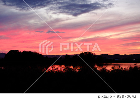 夕日に染まる宮島沼とマガンの群れ 95870642