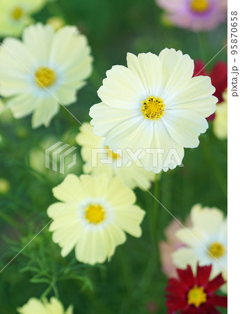 薄い黄色のコスモス 薄い黄色のコスモス 95870658