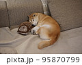 ソファで寝る柴犬 95870799