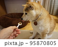 ご飯を食べる柴犬 95870805