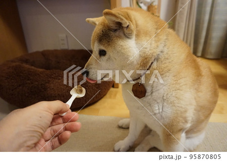 ご飯を食べる柴犬 ご飯を食べる柴犬 95870805