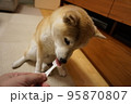 ご飯を食べる柴犬 95870807