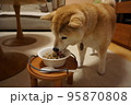 ご飯を食べる柴犬 95870808