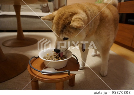 ご飯を食べる柴犬 ご飯を食べる柴犬 95870808
