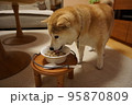 ご飯を食べる柴犬 95870809