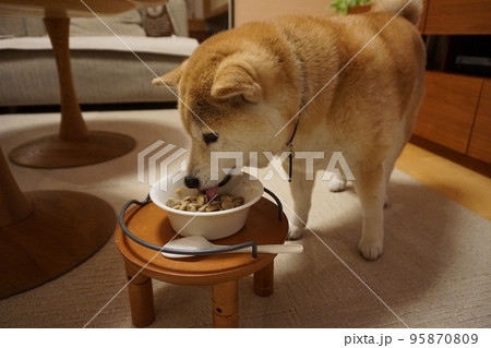 ご飯を食べる柴犬 ご飯を食べる柴犬 95870809