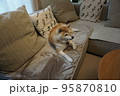 ソファで眠る柴犬 95870810