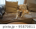 ソファで眠る柴犬 95870811