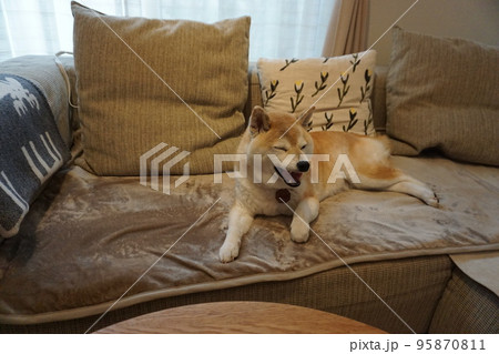 ソファで眠る柴犬 95870811