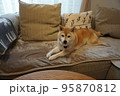 ソファで眠る柴犬 95870812